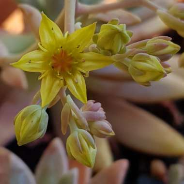 xGraptosedum Francesco Baldi