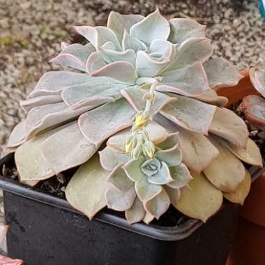 xGraptoveria Coconut Ice