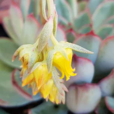 Echeveria Pulidonis