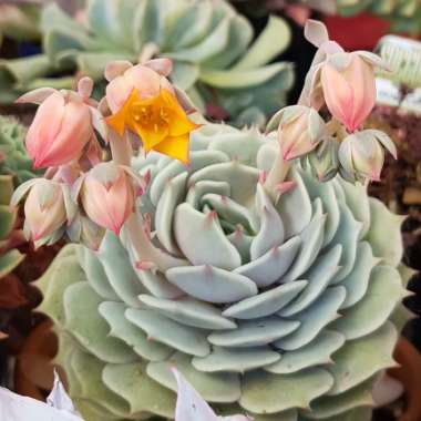 Echeveria Derenceana