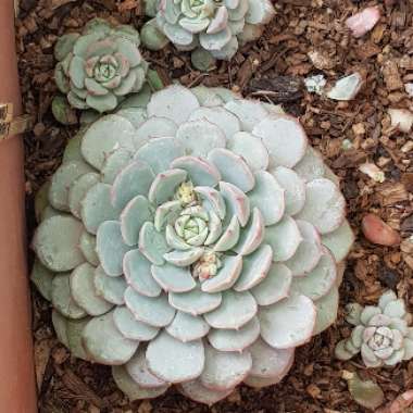 Echeveria Dondo