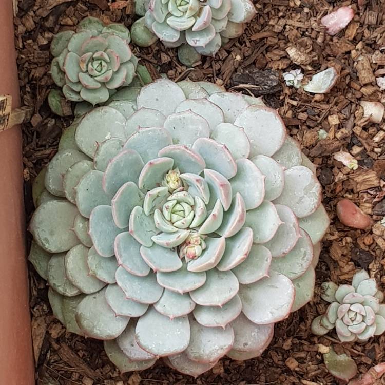 Plant image Echeveria Dondo