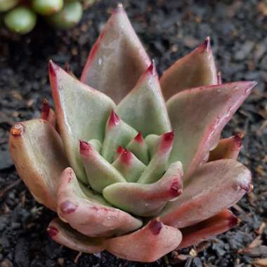 Echeveria Agavoides Romeo