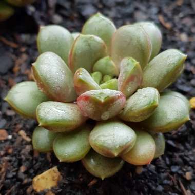 xGraptoveria Amethorum