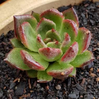 Echeveria Agavoides Blood Maria