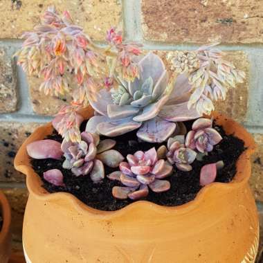 xGraptoveria Debbi