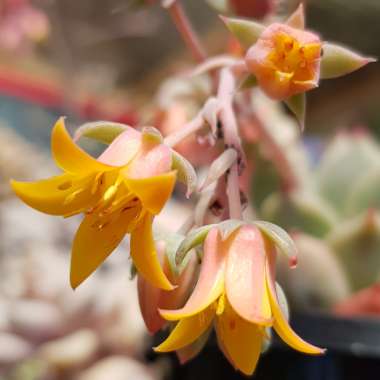 Echeveria Chihuahuaensis