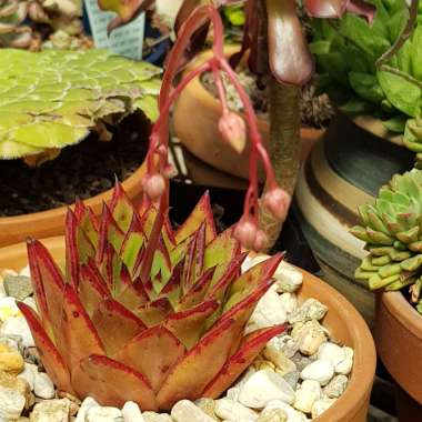 Echeveria Agavoides Red Edge