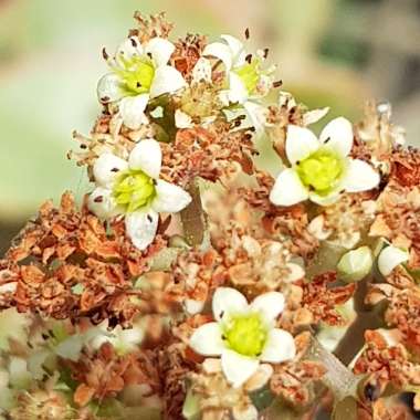 Crassula Perforata subsp. Perforata