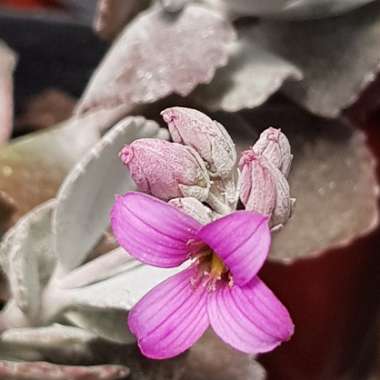 Kalanchoe Pumila