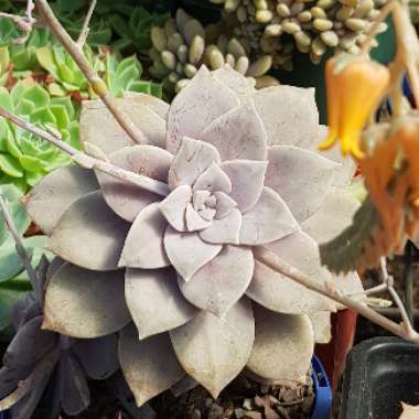 Graptopetalum Superbum