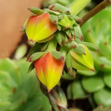 Echeveria Joan Daniel