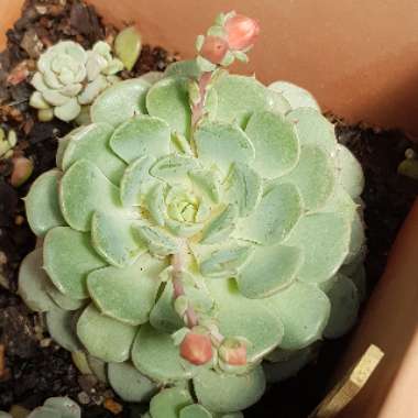 Echeveria Dondo