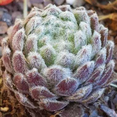 Sempervivum Pacific Feather Power