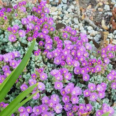 Oscularia deltoides syn. Lampranthus deltoides