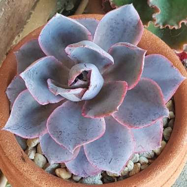 Echeveria Afterglow