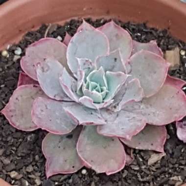 Echeveria Morning Light