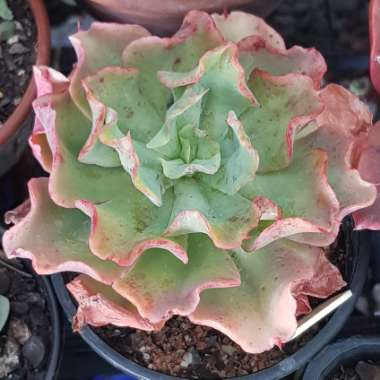 Echeveria Curly Locks