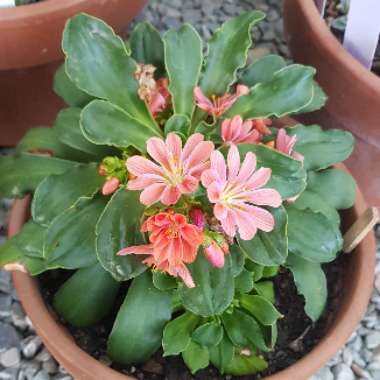 Lewisia Cotyledon 'Beckneri'