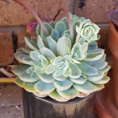 Echeveria Elegans