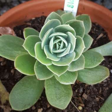 Echeveria Bladerunner