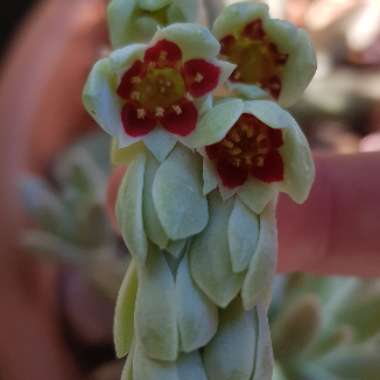 Pachyphytum 'Captain Jessop'