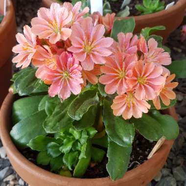 Lewisia Cotyledon 'Beckneri'