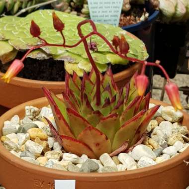 Echeveria Agavoides Red Edge