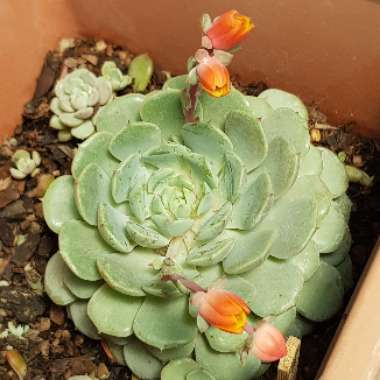 Echeveria Dondo