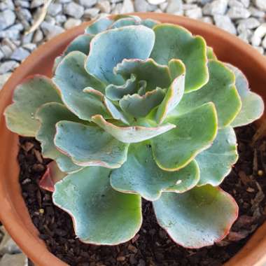 Echeveria Aquarius