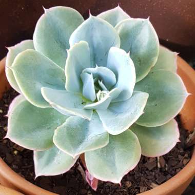 Echeveria Cloudburst