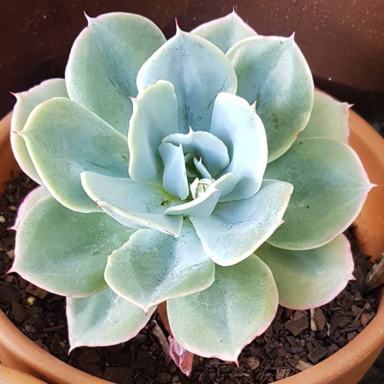 Plant image Echeveria Cloudburst