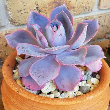 Echeveria Afterglow