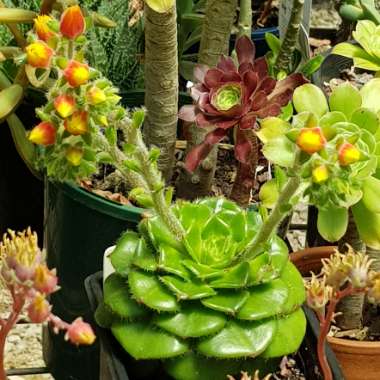 Echeveria Setosa var. Ciliata