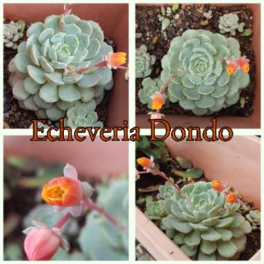 Echeveria Dondo