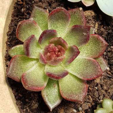 Echeveria Agavoides Blood Maria