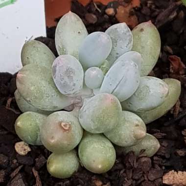 Pachyphytum Rzedowskii