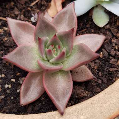 Echeveria Agavoides Romeo