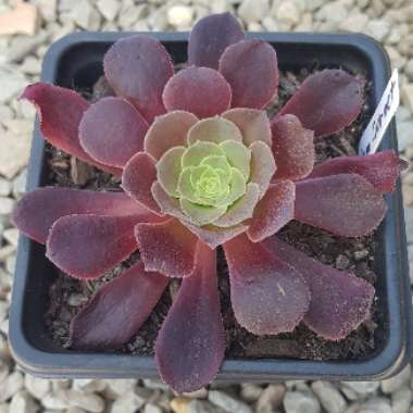 Aeonium Garnet