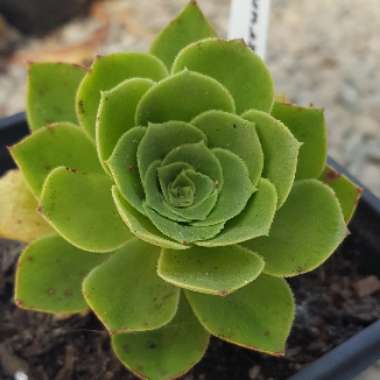 Aeonium Balsamiferum