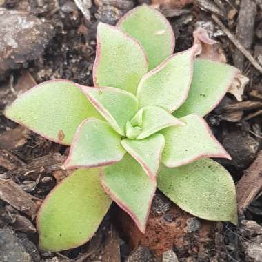 Echeveria Longissima var. Longissima