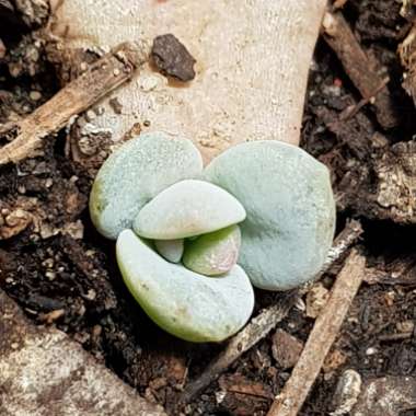 xGraptoveria Laui Pink