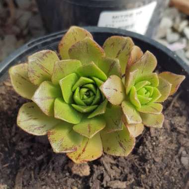 Aeonium Bronze Medal