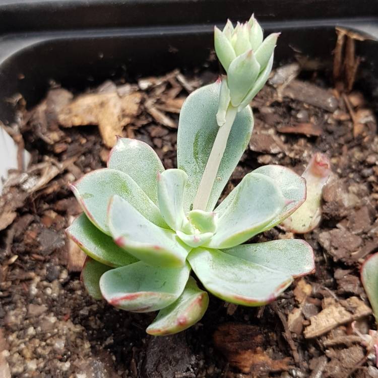 Plant image Echeveria Lara