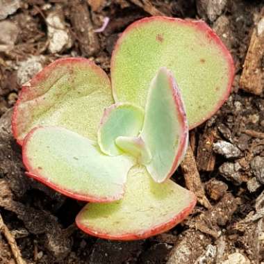 Echeveria Easter Bonnet