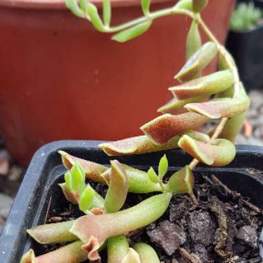 Cotyledon Papillaris