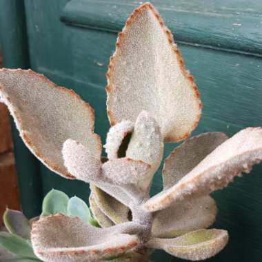 Kalanchoe Beharensis Fang