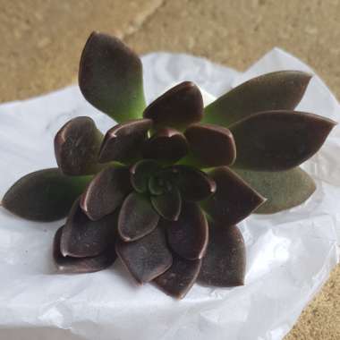 Echeveria Serrana