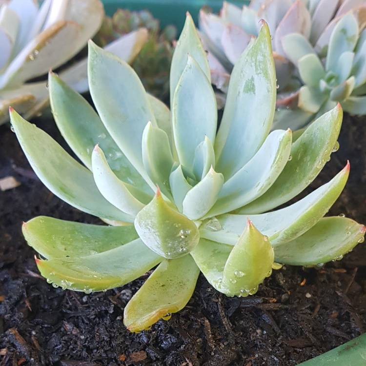 Plant image Echeveria Cleone