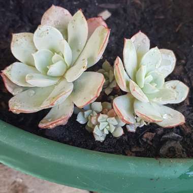 Echeveria subcorymbosa Lau 026